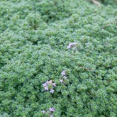 Woolly Thyme